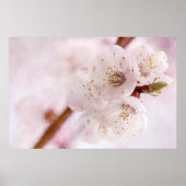 柔らかさ春 ポスター (正面)