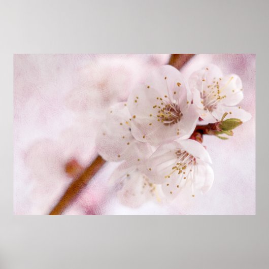 柔らかさ春 ポスター (正面)