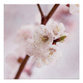 柔らかさ春 ポスター (正面)