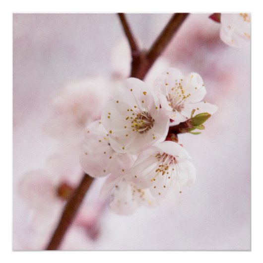 柔らかさ春 ポスター (正面)