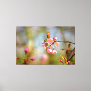 柔らかなピンクの優しい桜の花が春に咲く キャンバスプリント
