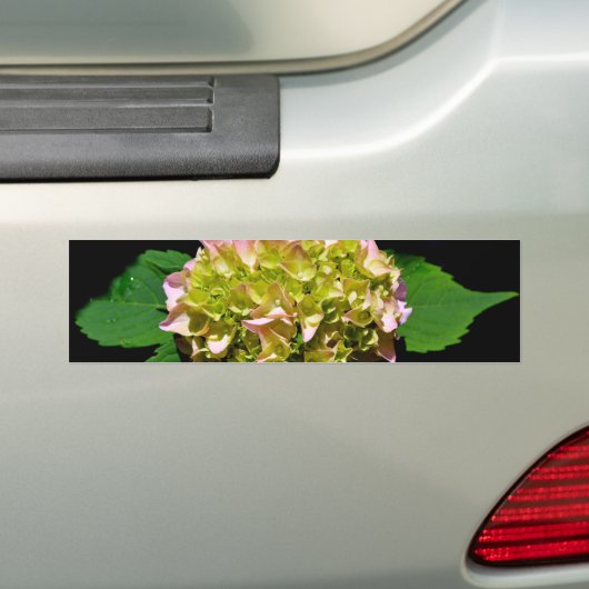 柔エレガントらかい緑のピンクの緑のフローラアジサイ バンパーステッカー (車上)