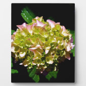 柔エレガントらかい緑のピンクの緑のフローラアジサイ フォトプラーク (正面)