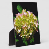柔エレガントらかい緑のピンクの緑のフローラアジサイ フォトプラーク (側面)