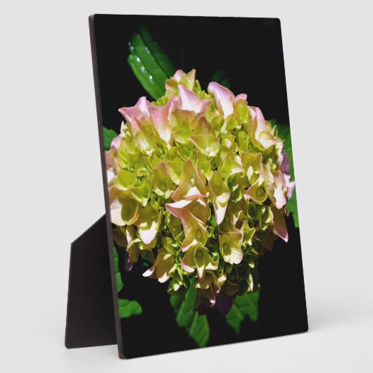 柔エレガントらかい緑のピンクの緑のフローラアジサイ フォトプラーク (側面)