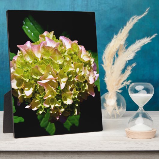 柔エレガントらかい緑のピンクの緑のフローラアジサイ フォトプラーク (側面)