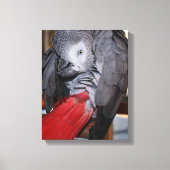 柔軟なコンゴの赤い尾を持つアフリカの灰色のオウム キャンバスプリント (正面)