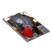 柔軟なコンゴの赤い尾を持つアフリカの灰色のオウム ノートブック (右側)