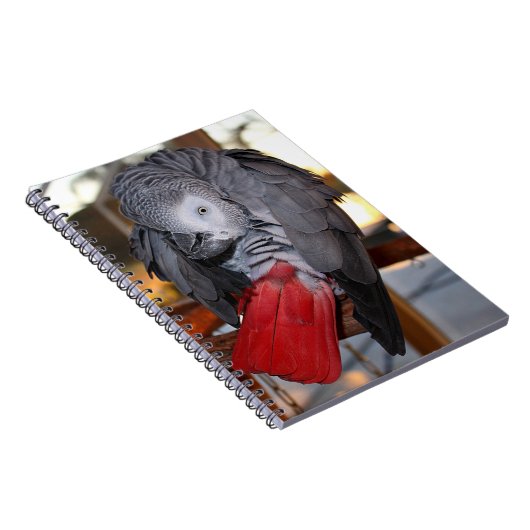 柔軟なコンゴの赤い尾を持つアフリカの灰色のオウム ノートブック (右側)