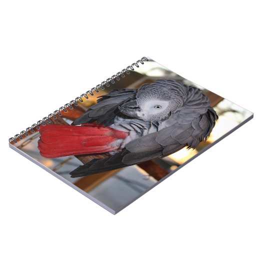 柔軟なコンゴの赤い尾を持つアフリカの灰色のオウム ノートブック (左側)