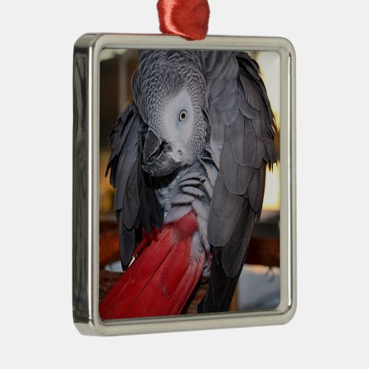 柔軟なコンゴの赤い尾を持つアフリカの灰色のオウム メタルオーナメント (右)