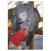 柔軟なコンゴアフリカ産灰色オウム（赤い尾を持つ） クリップボード (裏面)