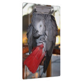 柔軟なコンゴアフリカ産灰色オウム（赤い尾を持つ） クリップボード (右)