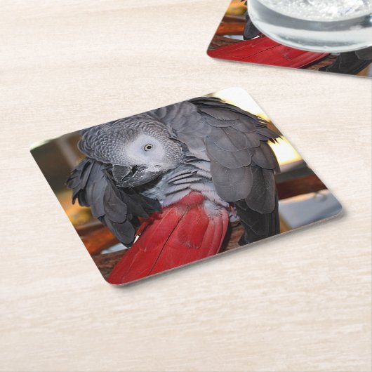 柔軟なコンゴアフリカ産灰色オウム（赤い尾を持つ） スクエアペーパーコースター (アングル)
