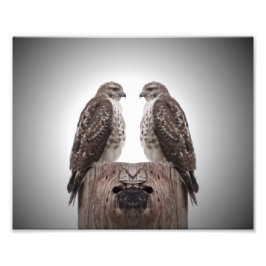 柱の上の鷹 フォトプリント           