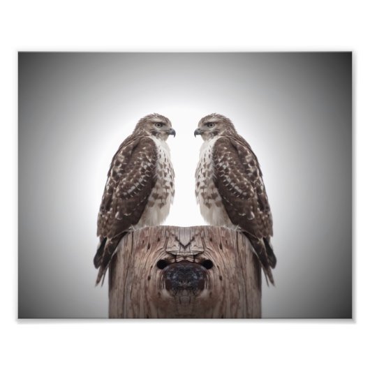 柱の上の鷹 フォトプリント            (正面)