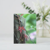 柱の蔓 ポストカード (スタンド正面)