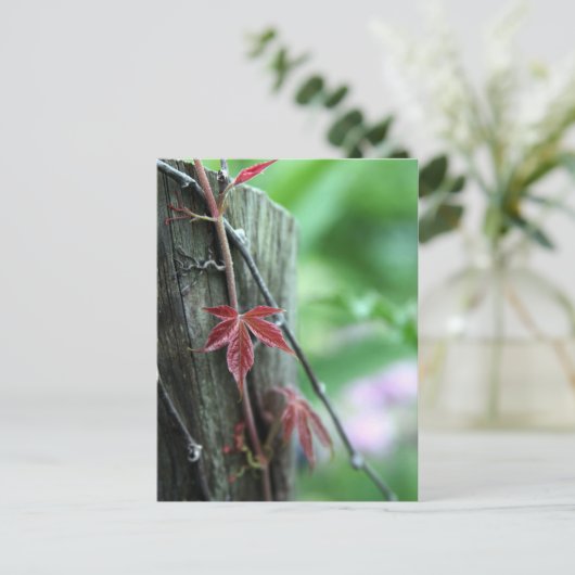 柱の蔓 ポストカード (スタンド正面)