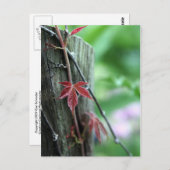 柱の蔓 ポストカード (正面/裏面)