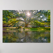 柳の木が生える場所 ポスター (正面)