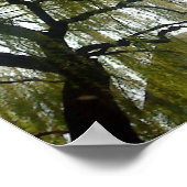 柳の木 ポスター (角)