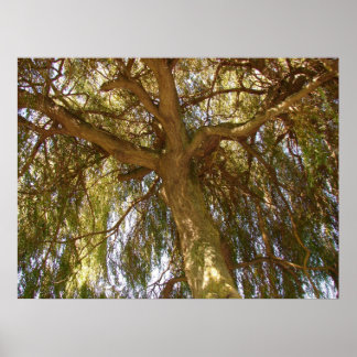 柳の木 ポスター