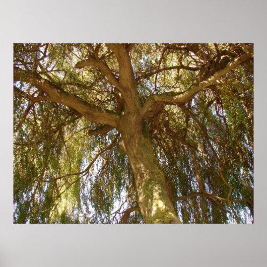 柳の木 ポスター (正面)