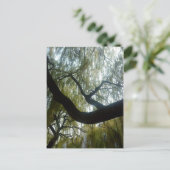 柳の木 ポストカード (スタンド正面)