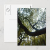 柳の木 ポストカード (正面/裏面)