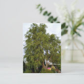 柳の木 ポストカード (スタンド正面)