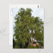 柳の木 ポストカード (正面/裏面)