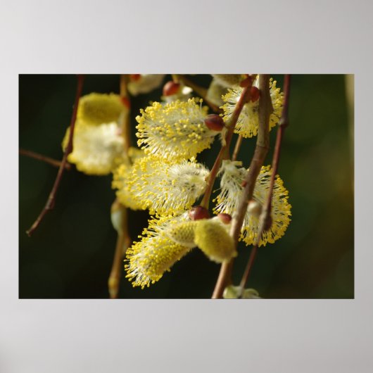 柳の芽のポスター ポスター (正面)