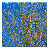 柳の芽 – 朝の春 ポスター (正面)