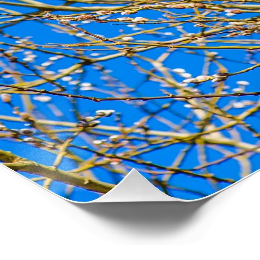 柳の芽 – 朝の春 ポスター (コーナー)