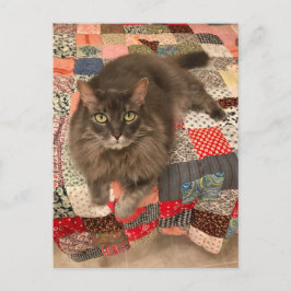 「柳猫座り」写真はがき ポストカード