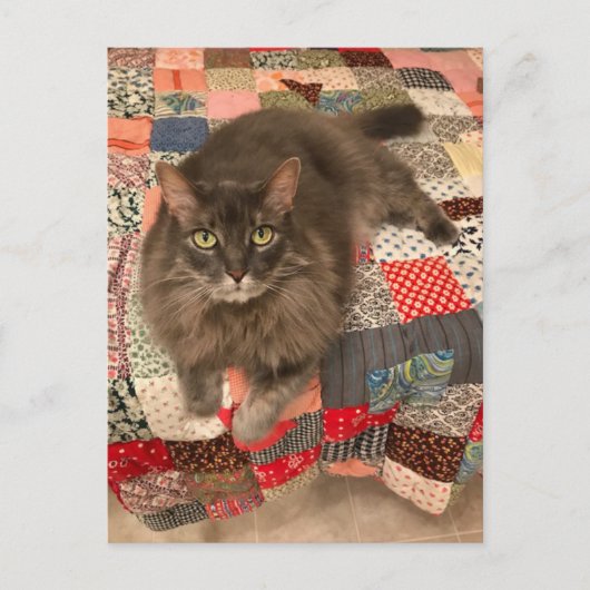 「柳猫座り」写真はがき ポストカード (正面)