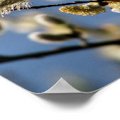 柳 ポスター (角)