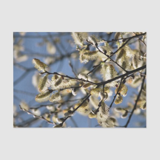 柳 薄葉紙 (正面)