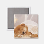 柴犬の子犬が網のカーテンの下で眠っている マグネット (正面/裏面)