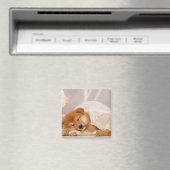 柴犬の子犬が網のカーテンの下で眠っている マグネット (インサイチュ (食洗機))