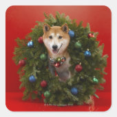 柴犬の犬はクリスマスリースに座って スクエアシール (正面)
