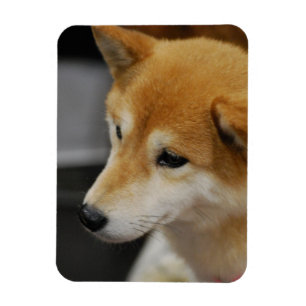 柴犬の適用範囲が広い磁石 マグネット