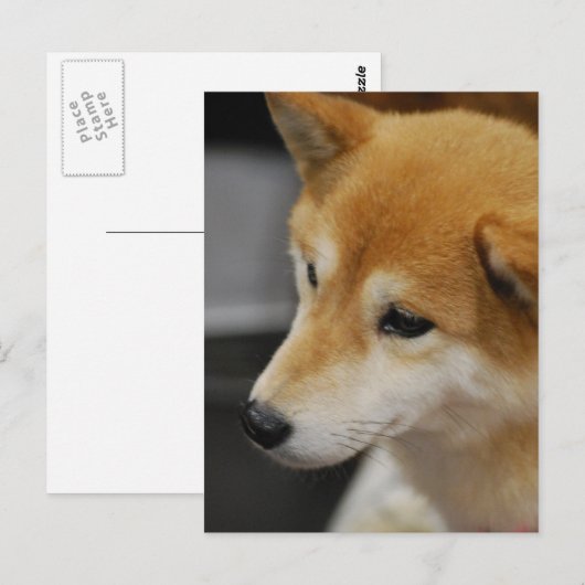 柴犬はがき ポストカード (正面/裏面)