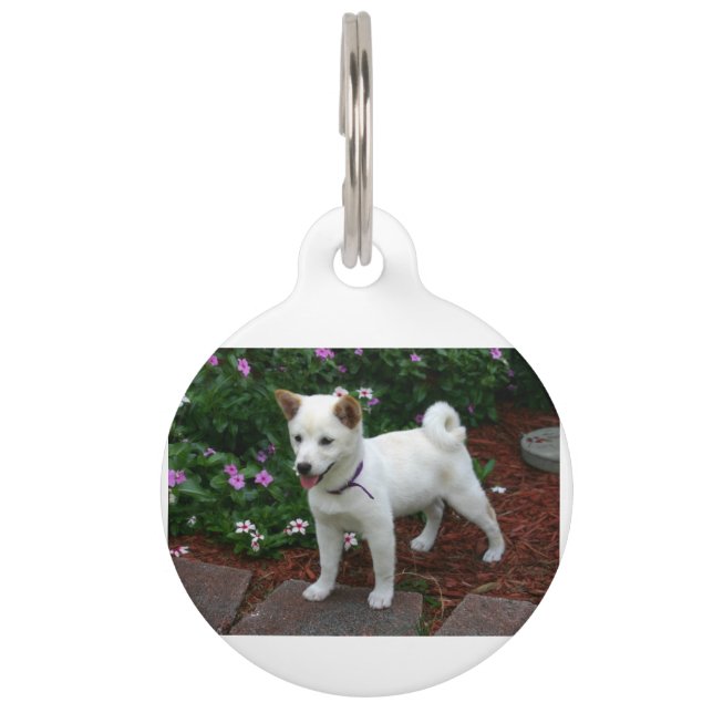 柴犬クリームカップ ペット　ネームタグ (正面)
