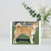 柴犬フル ポストカード (スタンド正面)