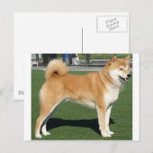 柴犬フル ポストカード (正面/裏面)