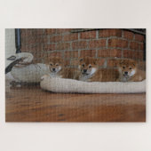 柴犬子犬 ジグソーパズル (横)