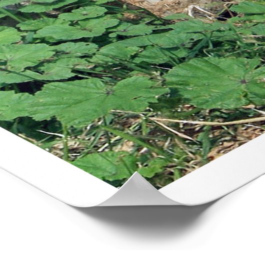 柴犬歩く ポスター (角)