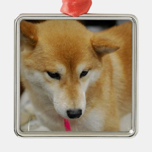 柴犬犬のオーナメント メタルオーナメント (正面)