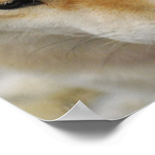 柴犬犬ポスター ポスター (角)